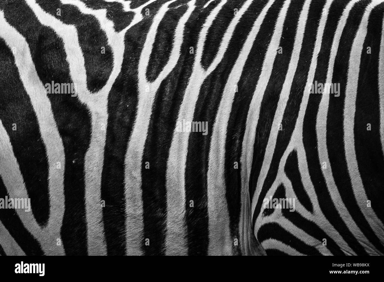 Ebenen Zebras (Equus quagga) Haut, einen schönen afrikanischen Säugetier Stockfoto