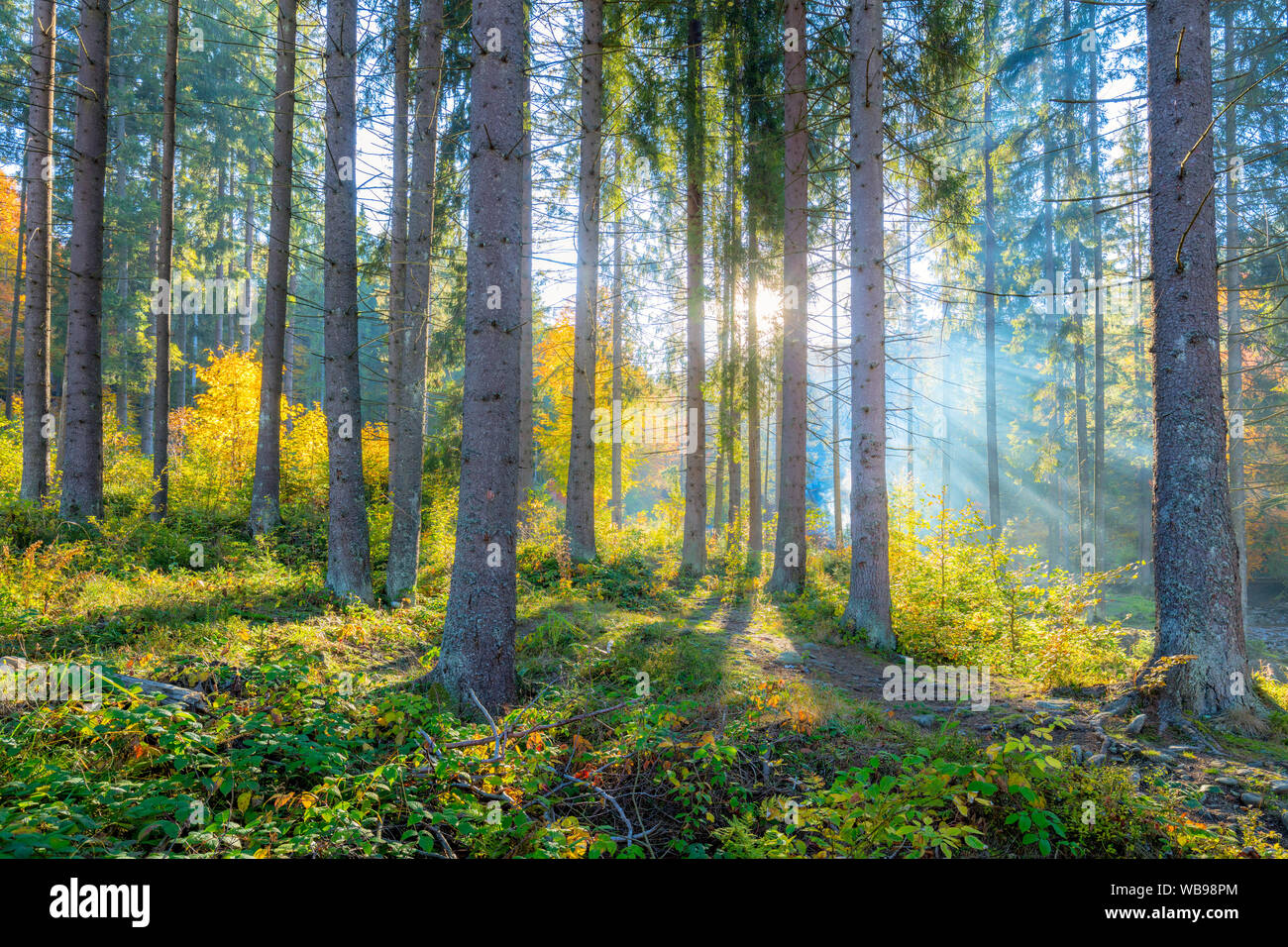 Schönen Morgen Szene im Wald mit Sonnenstrahlen und lange Schatten, das echte Sonnenlicht, natürliche Landschaft Stockfoto