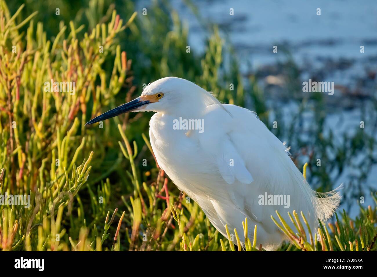 Snowy Egret in Feuchtgebieten Nahaufnahme Stockfoto