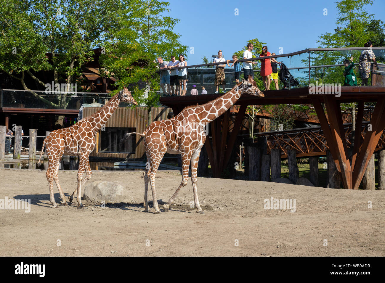 Giraffen im Zoo Kopenhagen Stockfoto