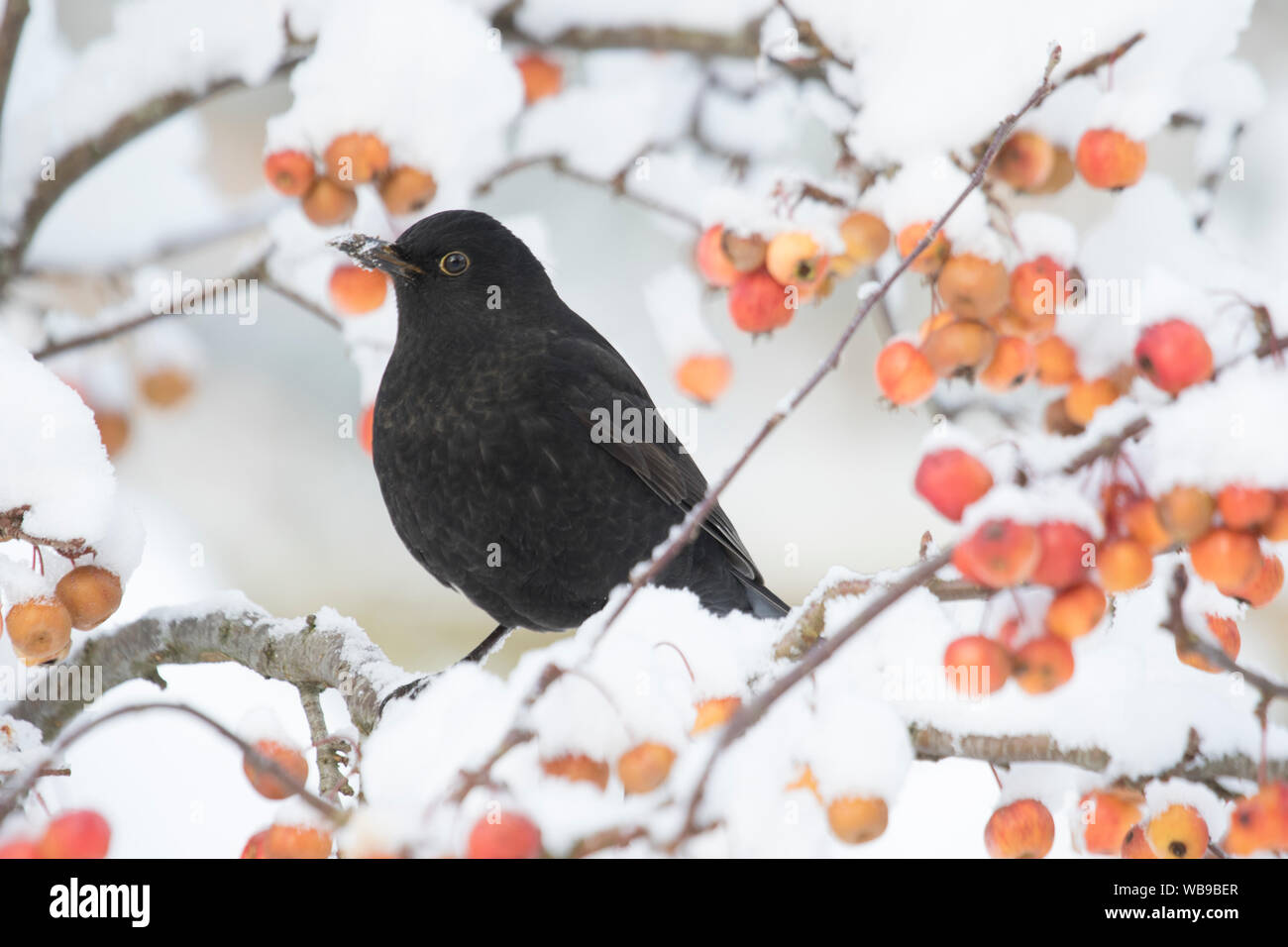 Gemeinsame Amsel "Turdus merula" in einem Crab Apple Tree in Winter, Großbritannien, Großbritannien Stockfoto