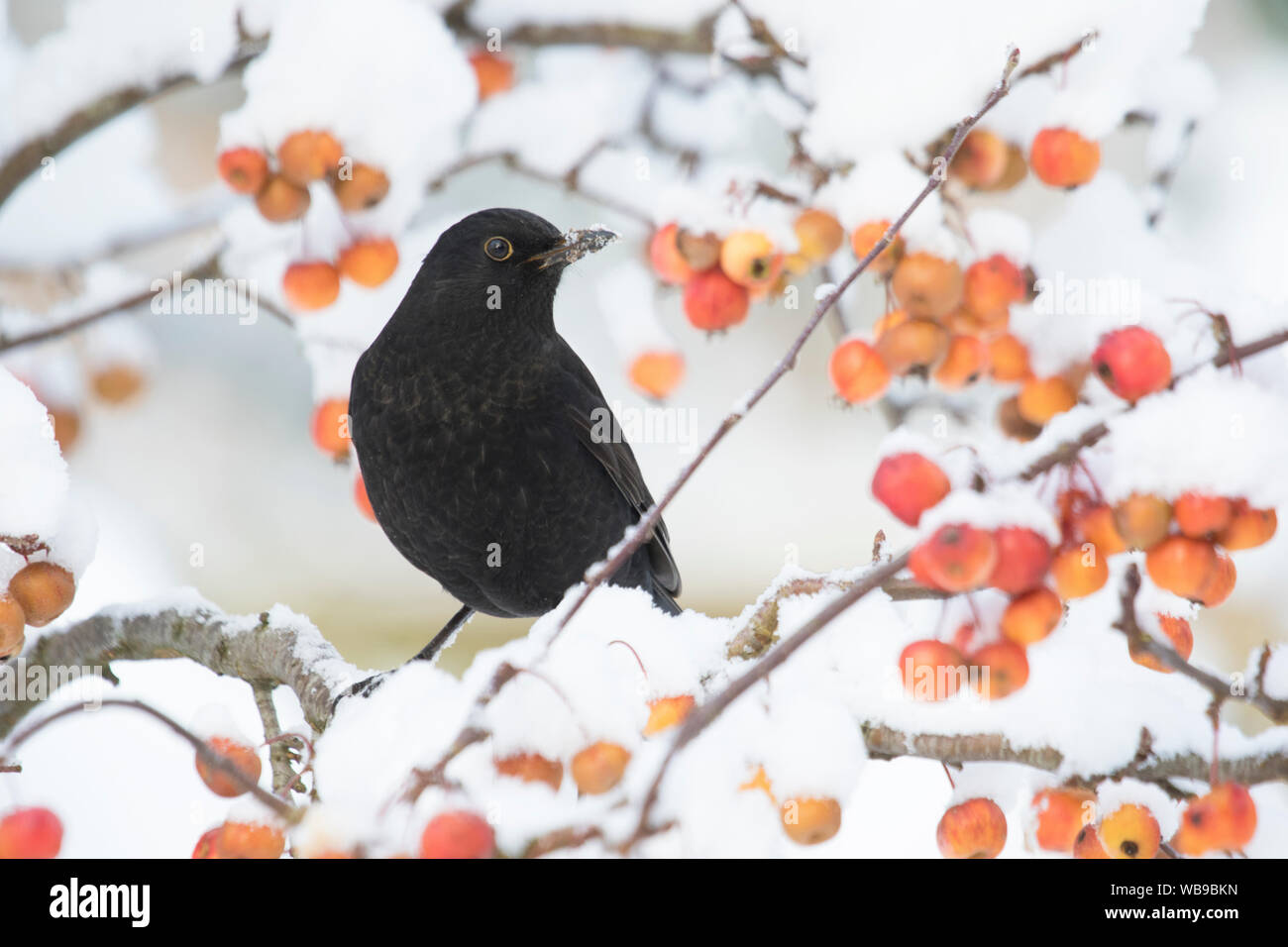 Gemeinsame Amsel "Turdus merula" in einem Crab Apple Tree in Winter, Großbritannien, Großbritannien Stockfoto