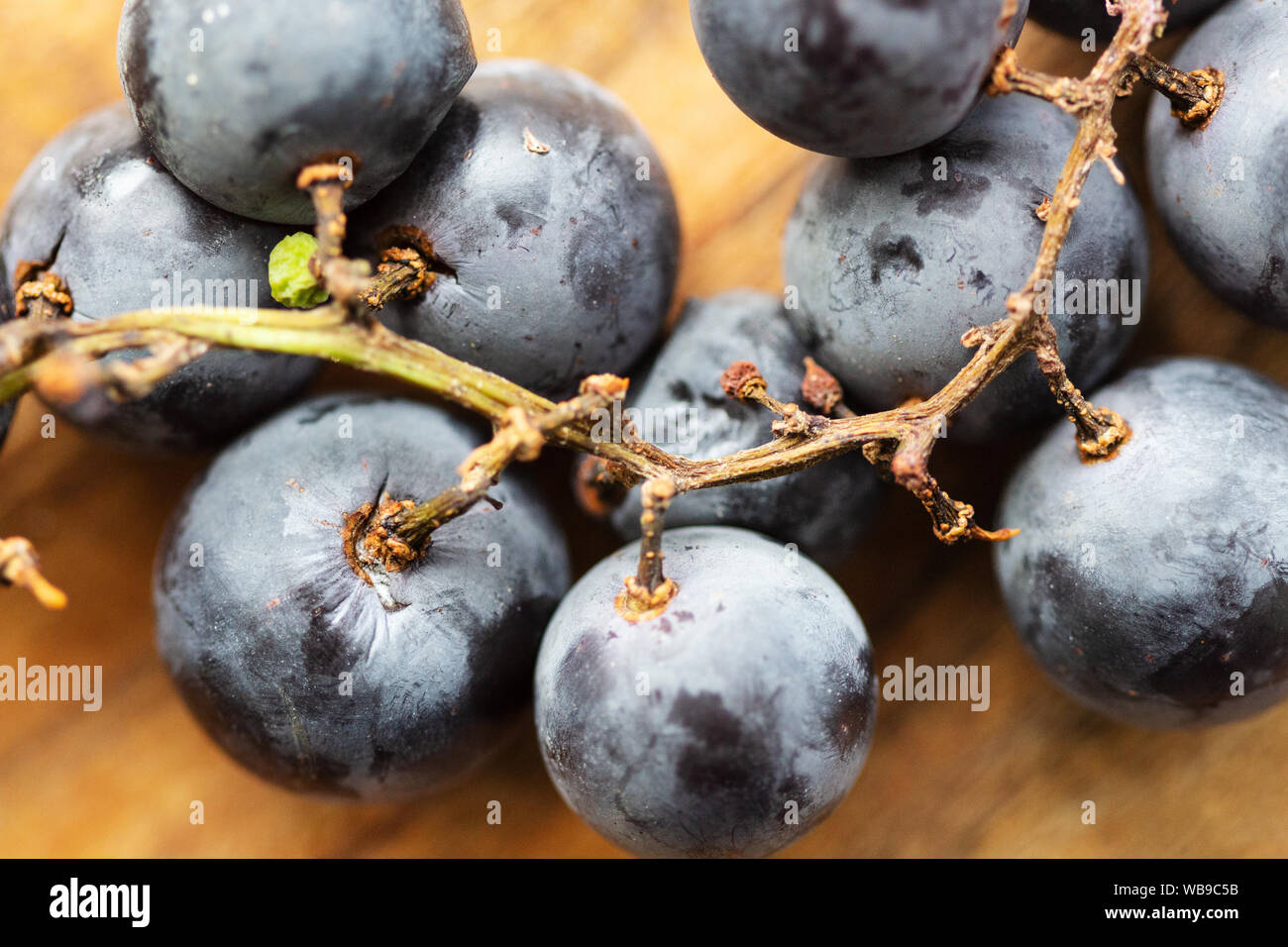 Ein Makro geschossen von muscadine Trauben (Vitis rotundifolia) Zeigt die Frucht der violett-schwarze Haut und Enge des Rebstocks Rinde und warty schießt. Stockfoto