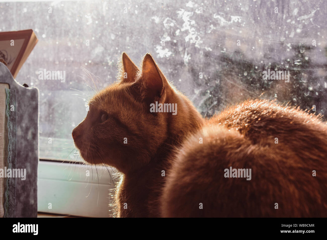 Die rote Katze auf der Fensterbank sieht seitwärts. Stockfoto