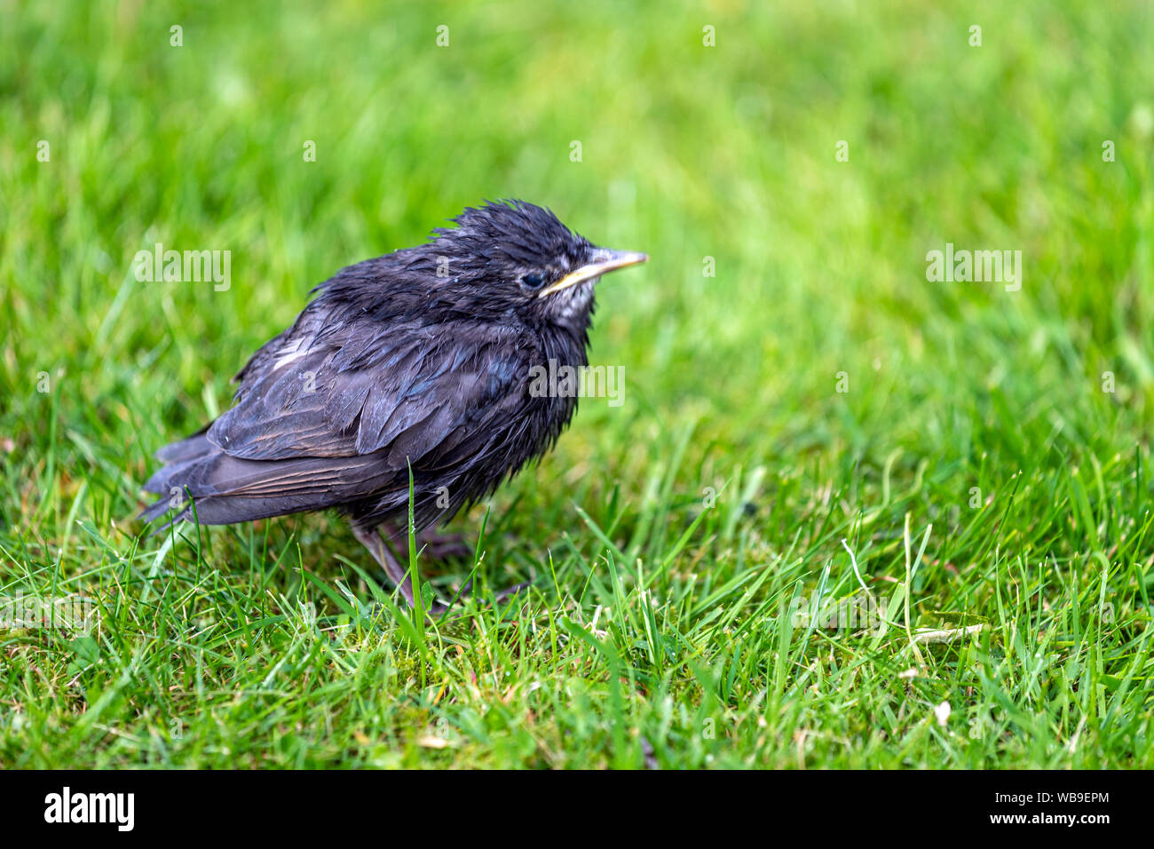 Nasse chick common Starling (Sturnus vulgaris), Lytham, Lancashire, England, Großbritannien Stockfoto