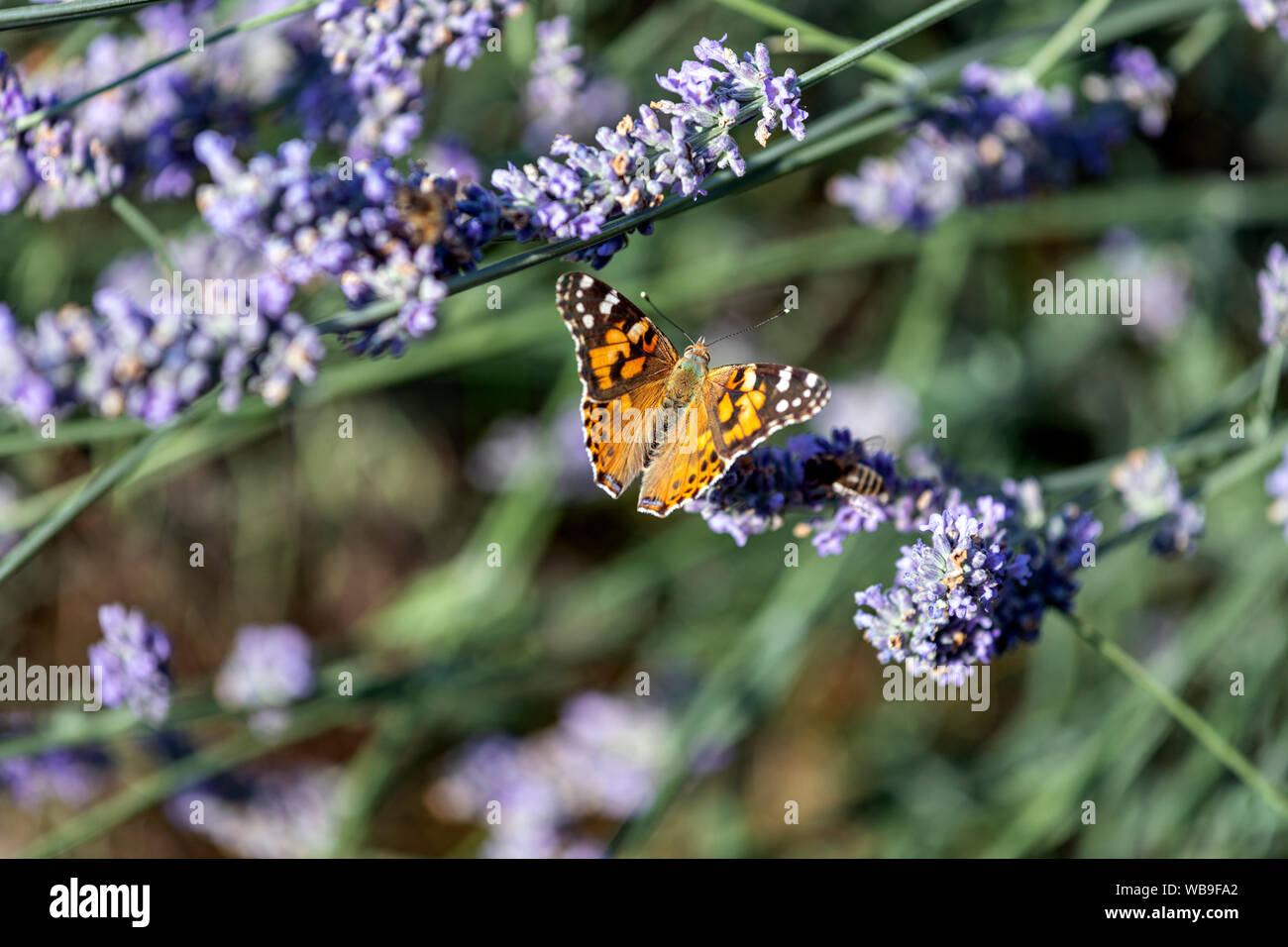 Painted Lady in Lavandula (Lavendel) und Bumble Bee, Lytham, Lancashire, England, Großbritannien Stockfoto