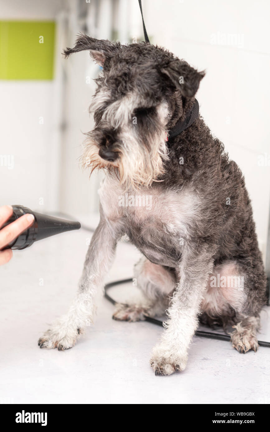 Weibliche groomer, Trimmen schnauzer Hund Haare mit Clipper Stockfotografie  - Alamy