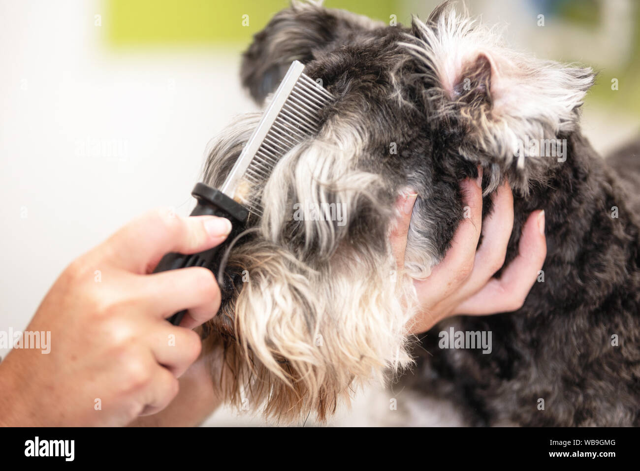 Professionelle groomer's Zwergschnauzer Hund kämmen die Haare mit einem Kamm  Stockfotografie - Alamy
