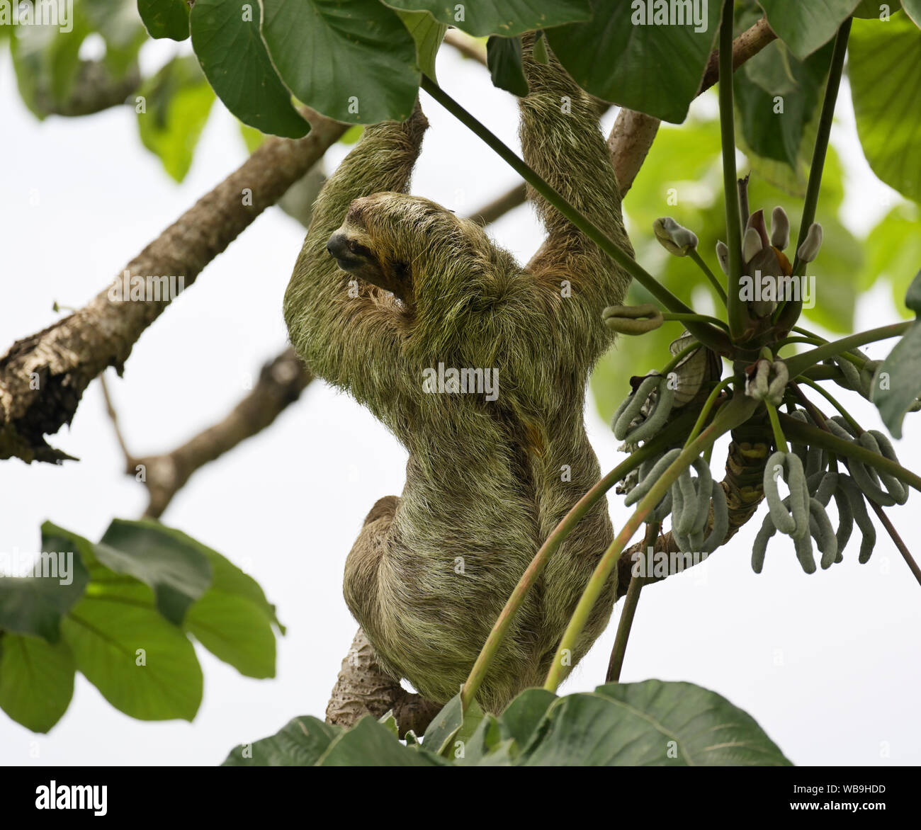 Drei-toed sloth, Braun - Drei toed Sloth throated, Bradypus variegatus, Manuel Antonio Nationalpark, CR Stockfoto