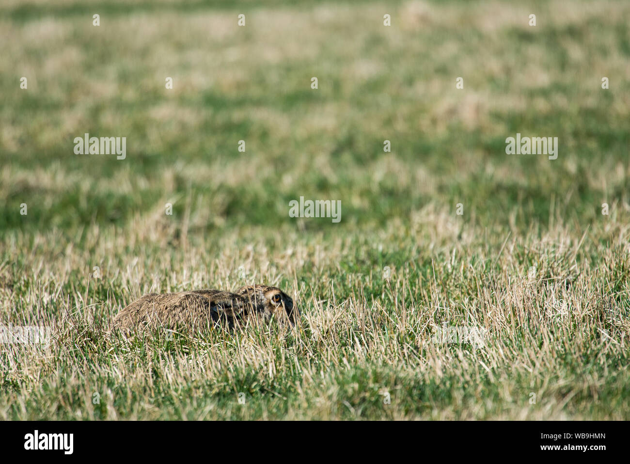 Europäische hase Lepus europaeus Ausblenden von Raubtieren im Gras Stockfoto