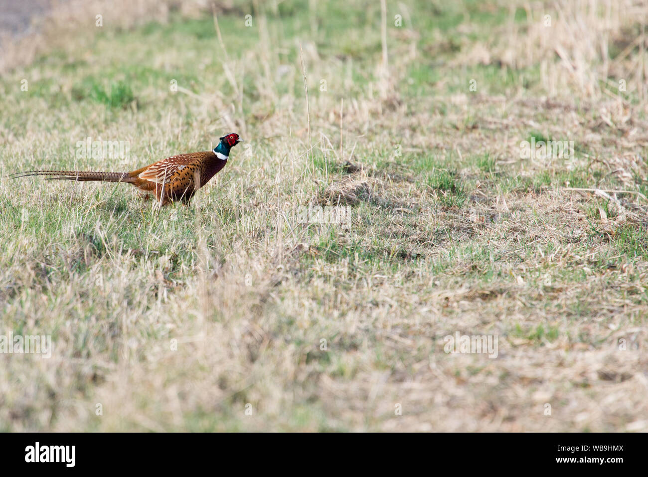 Männchen einer gemeinsamen Fasan Phasianus colchicus Stockfoto