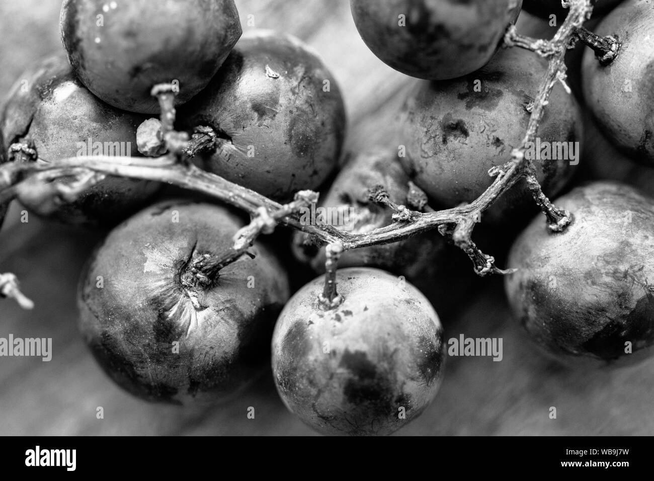 Ein Makro geschossen von muscadine Trauben (Vitis rotundifolia) Zeigt die Frucht der violett-schwarze Haut und Enge des Rebstocks Rinde und warty schießt. Stockfoto