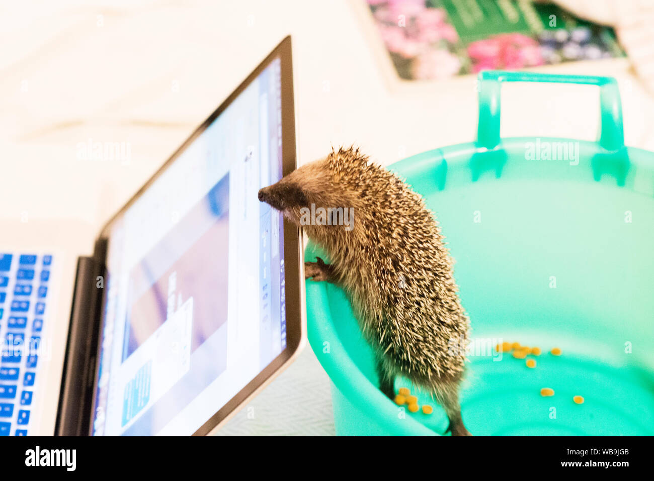 Betrieb Igel! Der Igel gerettet nach in ein Haus wandern Stockfoto