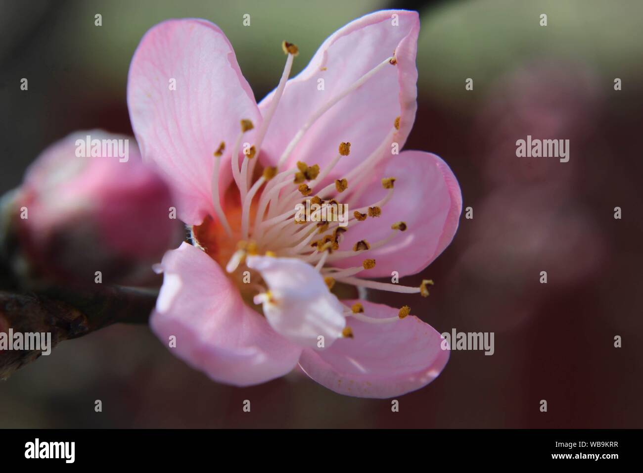 Einhäusig Peach Blossom auf einem Zweig Stockfoto