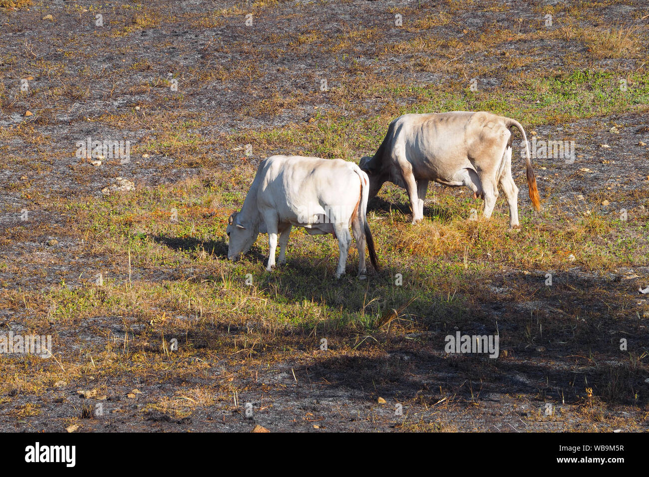Kühe grasen auf verbrannte Gras. Stockfoto