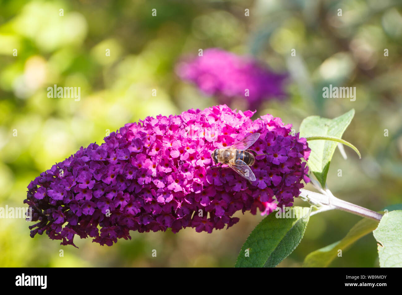 Blumen von Butterfly Bush und Biene in einem Garten im Sommer Stockfoto