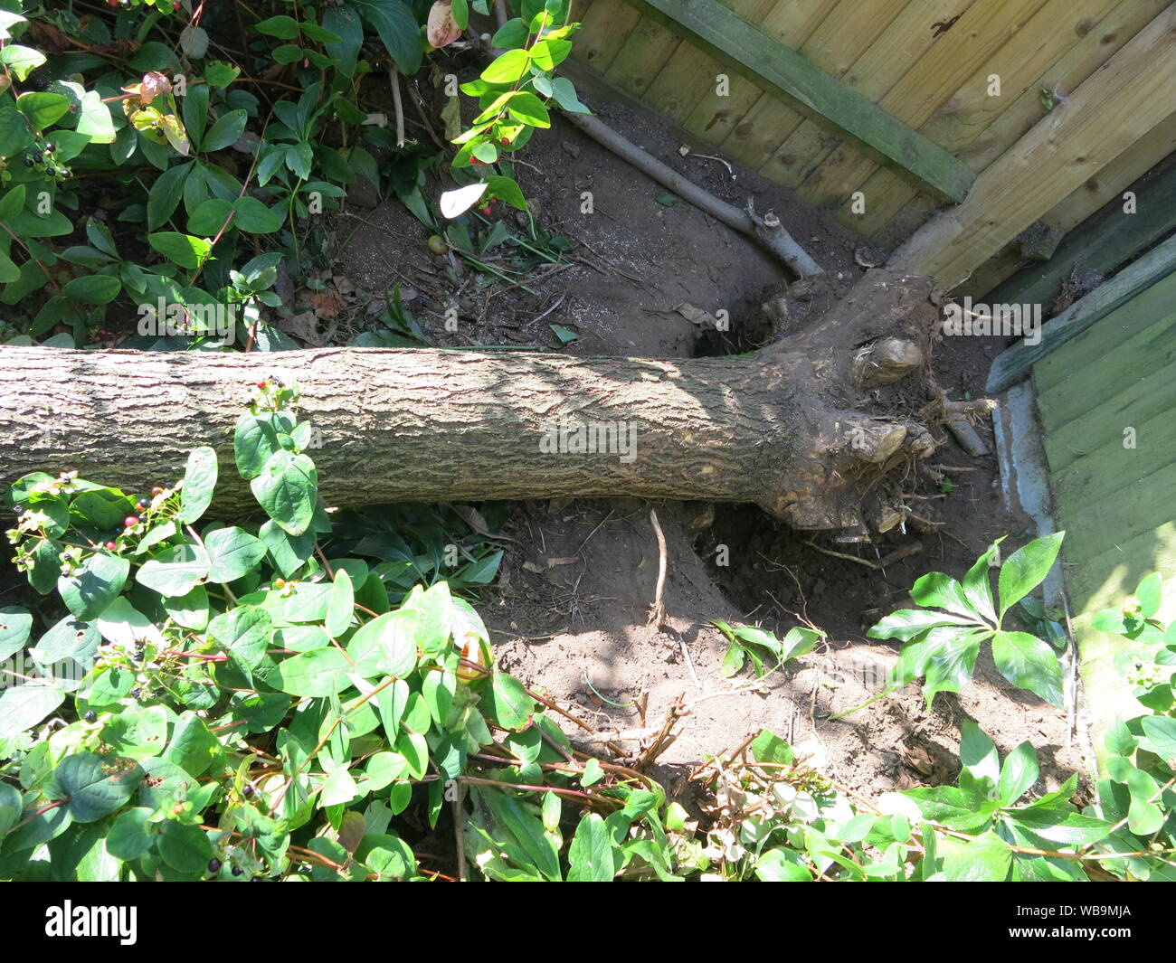Ein gefällten Baumstamm liegt unter Laub und Boden nach unten gehackt werden; die Indische Bean Tree war zu groß für die kleinen inländischen Englischen Garten. Stockfoto