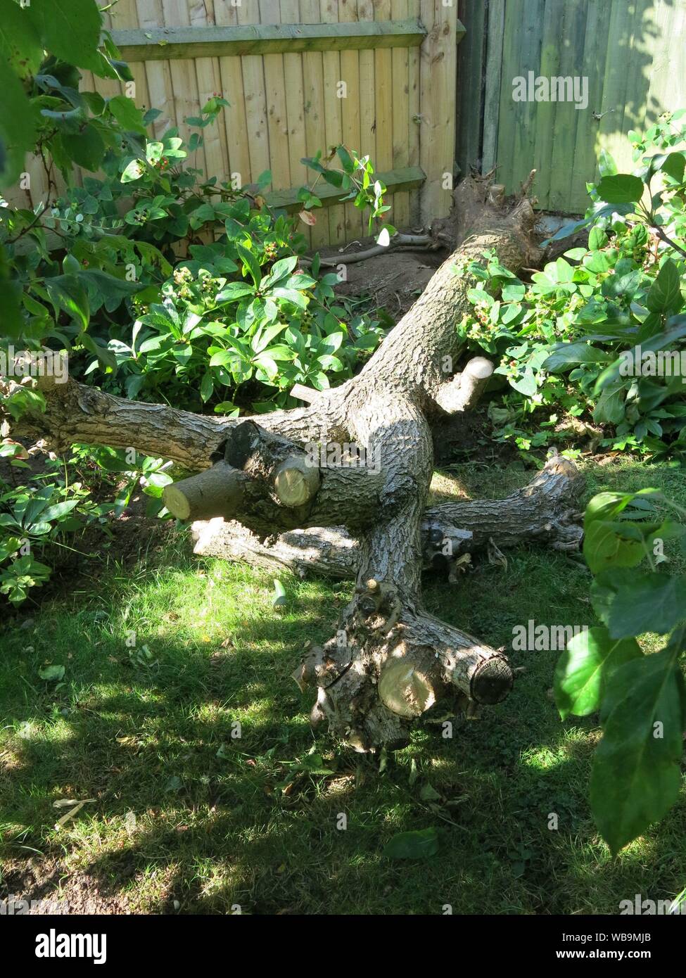 Ein gefällten Baumstamm liegt unter Laub und Boden nach unten gehackt werden; die Indische Bean Tree war zu groß für die kleinen inländischen Englischen Garten. Stockfoto