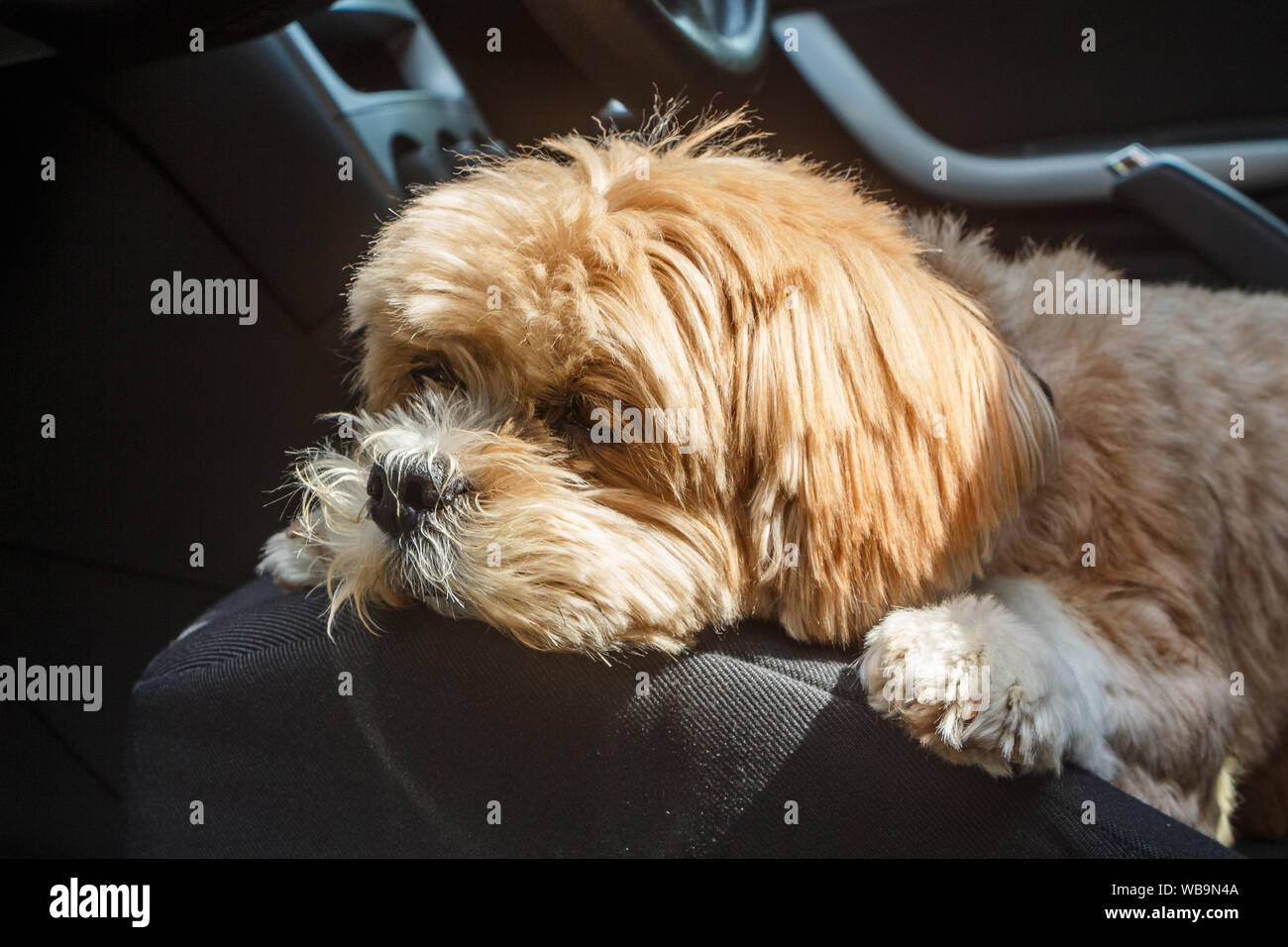 Lhasa Apso Hund liegend auf dem Beifahrersitz eines Autos Stockfoto