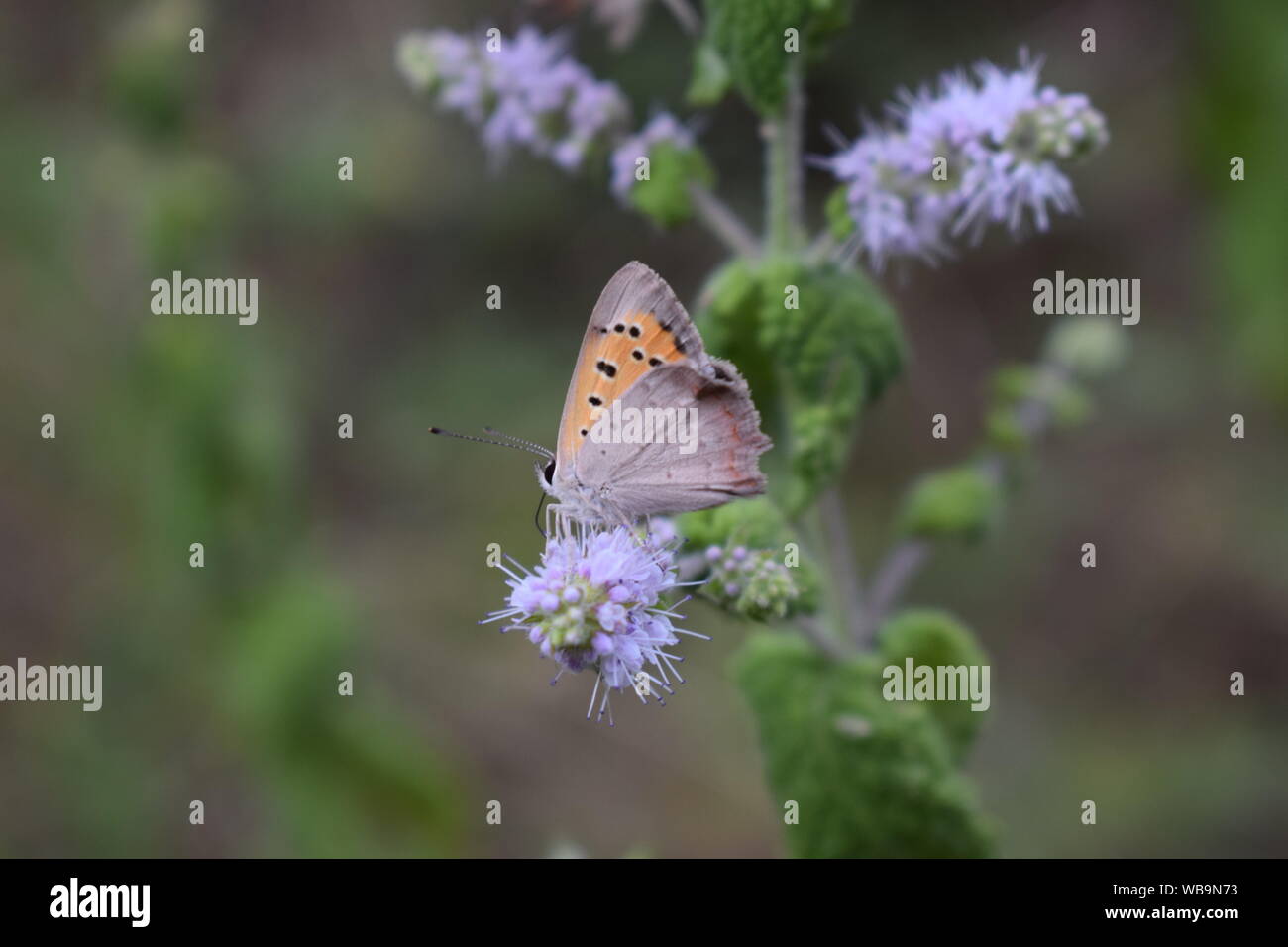 Makro Foto, braun und orange Schmetterling auf einer Minze anlage Ast. Grüner Hintergrund. Frühling Hintergrund Stockfoto