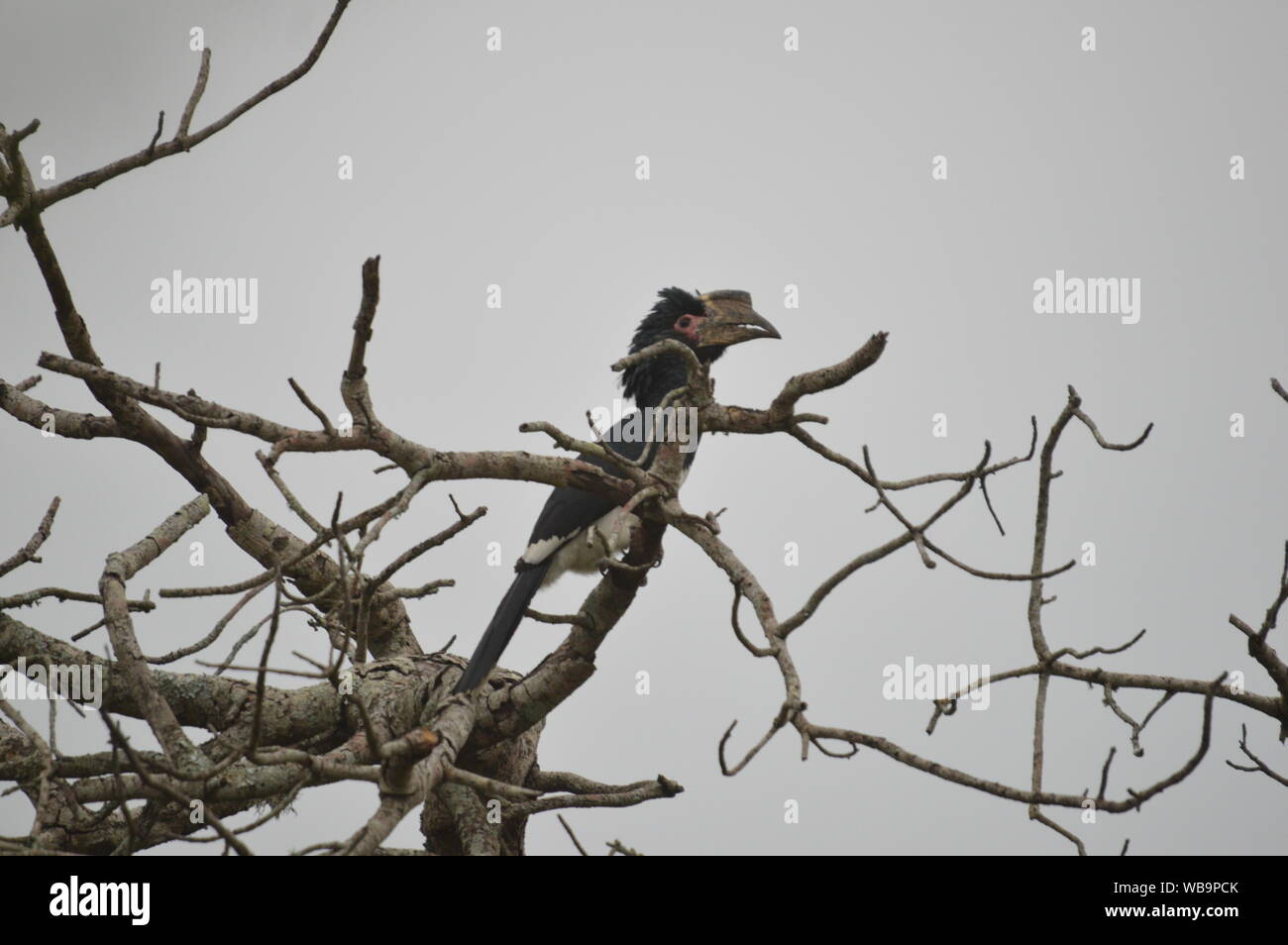 Isolierte Trompeter hornbill thront auf einem Baum in Umkhuze game reserve Südafrika Stockfoto
