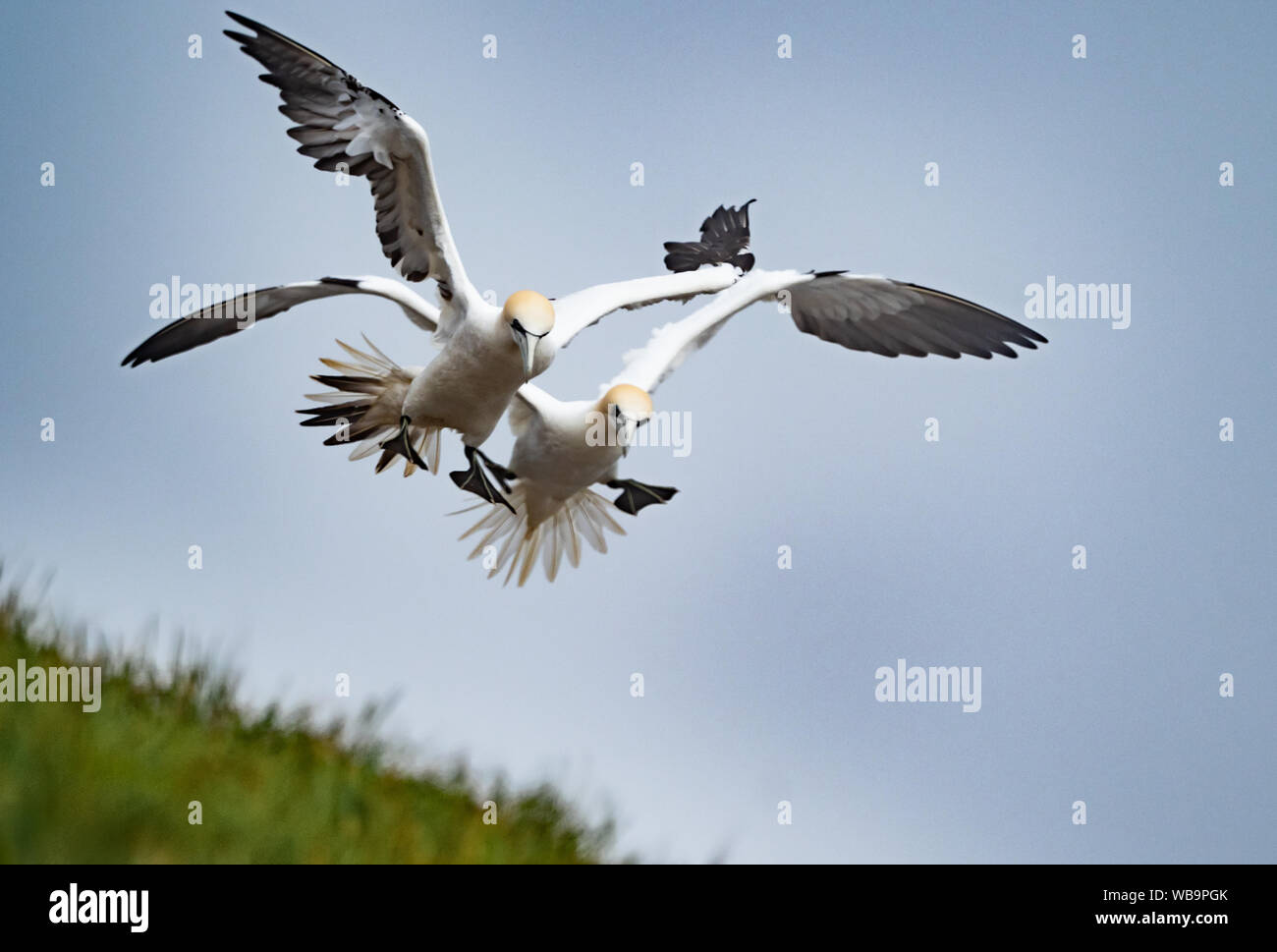 Zwei Basstölpel im Flug, an Stockfoto