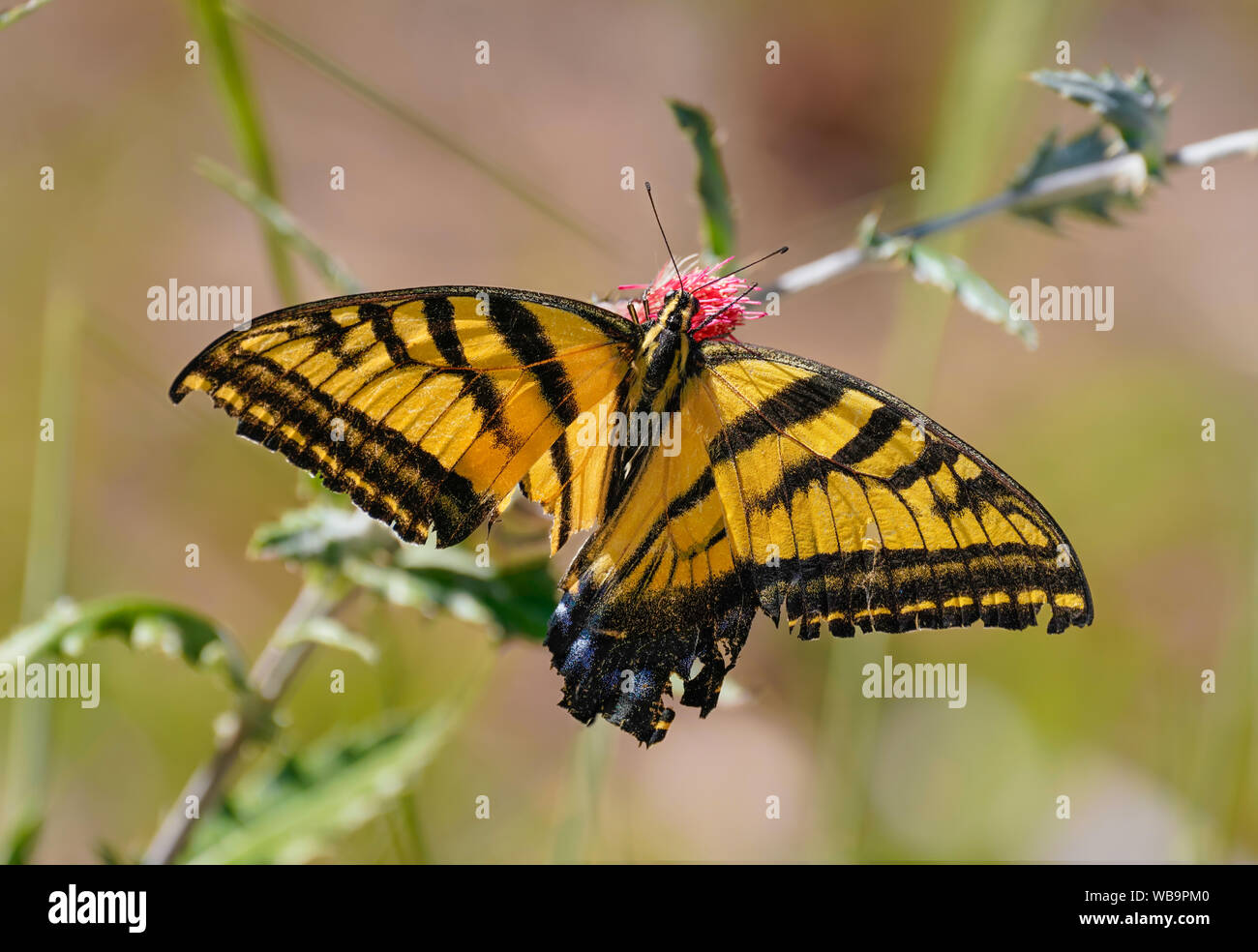 Ein doppelter Schwalbenschwanz Schmetterling trinken Pollen aus einem Desert Flower. Seine unteren Flügel wurden stark beschädigt, aber er ist immer noch überleben. Stockfoto