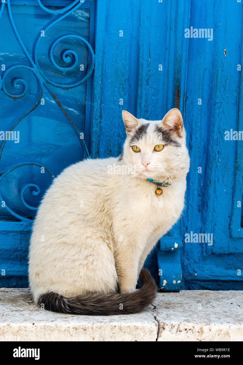 Weiße Katze durch eine blaue Tür in Izmir, Türkei. Stockfoto