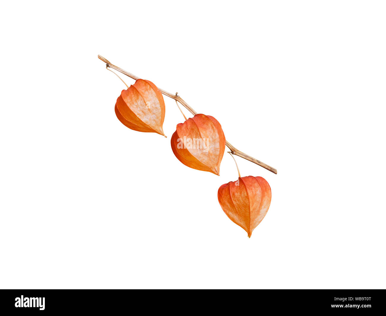 Physalis Zweig auf Weiß isoliert. Chinesische Laterne. Helles orange trockenen Früchte Schale. Stockfoto
