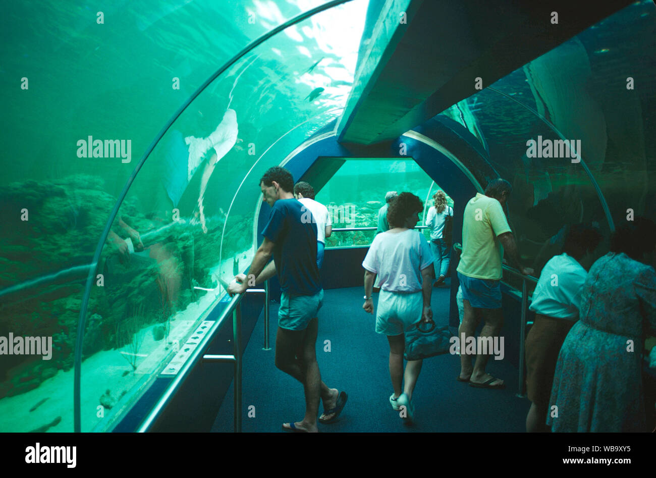 Great Barrier Reef Wonderland, Unterwasser Entdeckung Tunnel. Townsville, Queensland, Australien Stockfoto