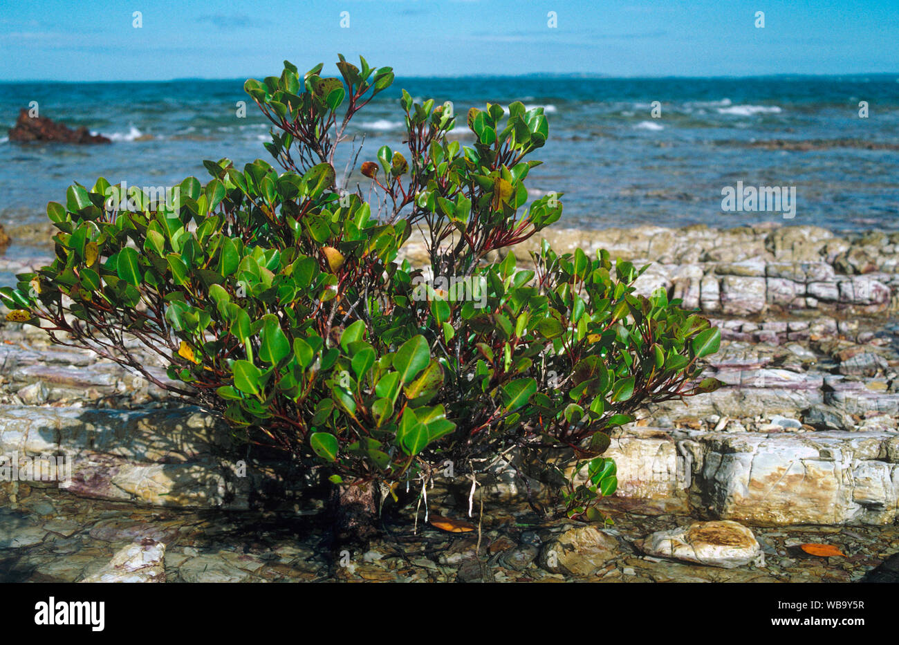 Aegialitis annulata Fotos und Bildmaterial in hoher Auflösung Alamy