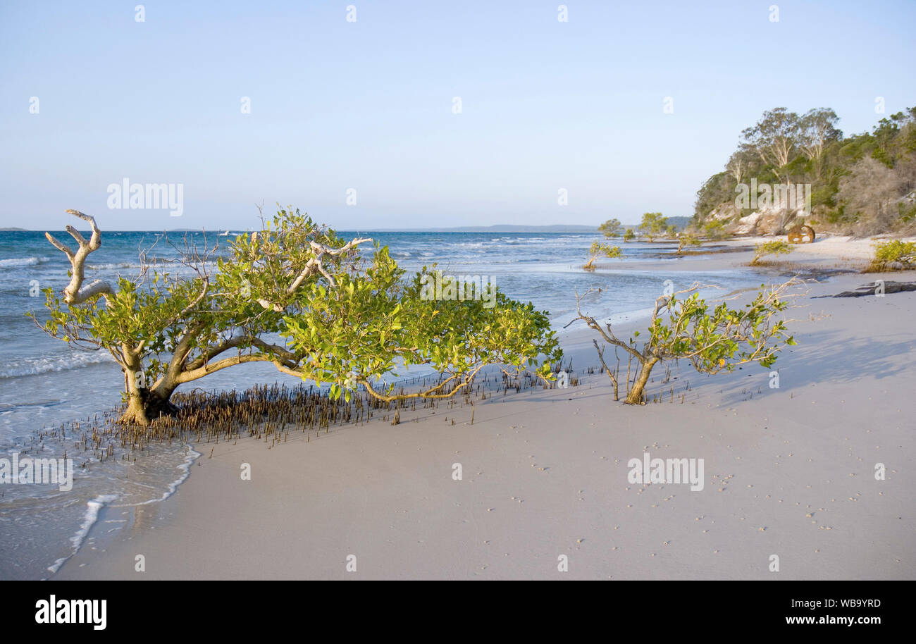 Grau Mangroven (Avicennia marina), sein umfangreiches Wurzelsystem hilft den Strand Sand auf der westlichen Seite von Fraser Island zu stabilisieren. Fraser Island, Qu Stockfoto