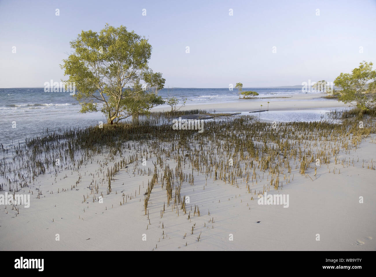 Graue Mangrove (Avicennia marina), mit pneumatophores bei Ebbe freigelegt, klar für das Ausmaß der Wurzelsystem der Pflanze. Fraser Island, Qu Stockfoto