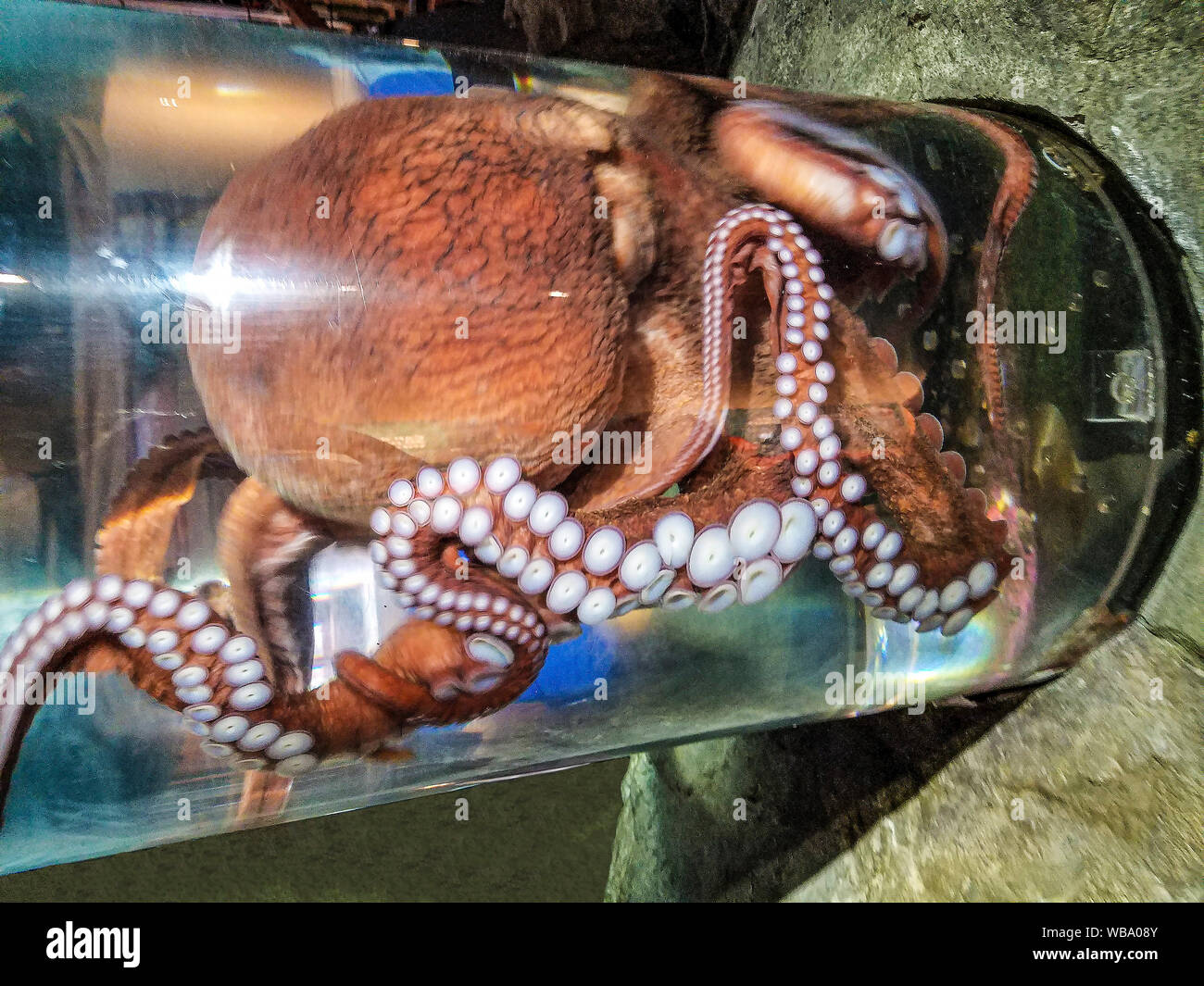 Pazifischer Oktopus im Seattle Aquarium in 2019. Das Aquarium hat eine lokale Octopus auf Anzeige für sechs Monate bis ein Jahr 3 - 5 Jahre Lebensdauer. Dieses ist ein weiblicher, genannt CJ, wiegt 45 kg und wurde zurück in den Ozean ein paar Tage später freigelassen durch eine neue Octopus ersetzt werden. CJ ist Gleiten durch eine Röhre, die ihr von einer ihrer Lebensräume zu einem anderen dauert. Stockfoto