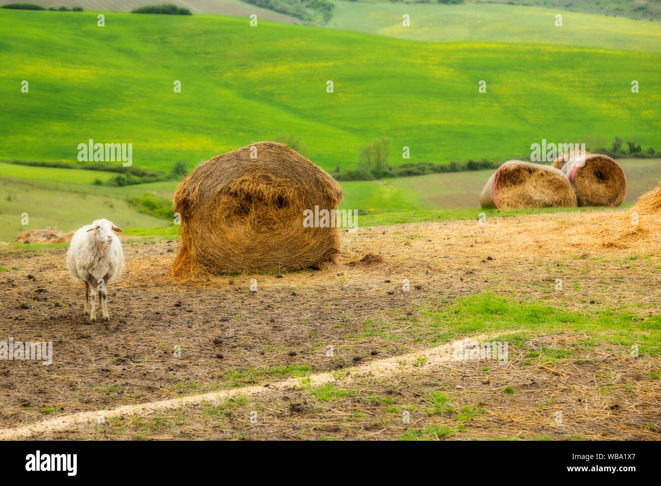 Einsame Schafe in einem Feld mit Heu- und grünen Hügeln im Hintergrund Stockfoto