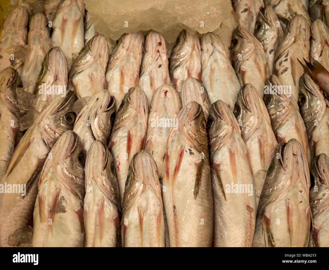 Mehrere Fische sortiert zusammen auf die gleiche Weise Stockfoto