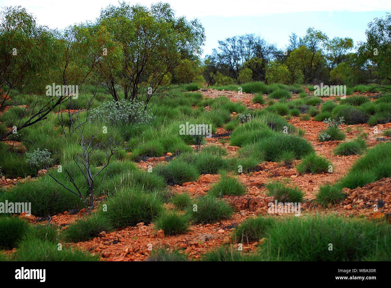 Grünland Lebensraum. Bladensberg Nationalpark, Winton, westlichen Queensland, Australien Stockfoto