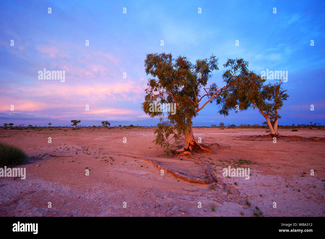 Outback Landschaft bei Sonnenuntergang. Bladensberg Nationalpark, Winton, westlichen Queensland, Australien Stockfoto
