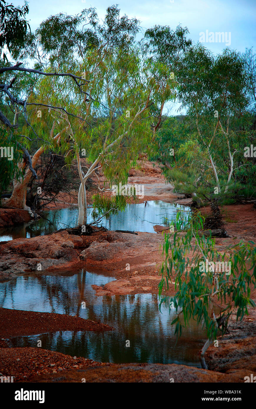 Eukalyptusbäumen neben Wasserloch. Bladensberg Nationalpark, Winton, westlichen Queensland, Australien Stockfoto