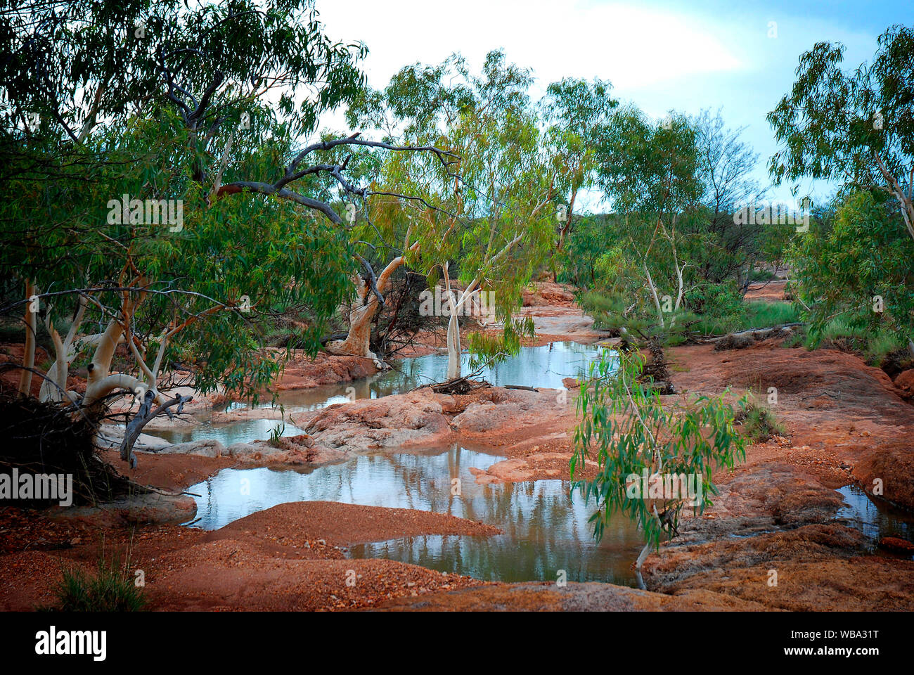 Eukalyptusbäumen neben Wasserloch. Bladensberg Nationalpark, Winton, westlichen Queensland, Australien Stockfoto