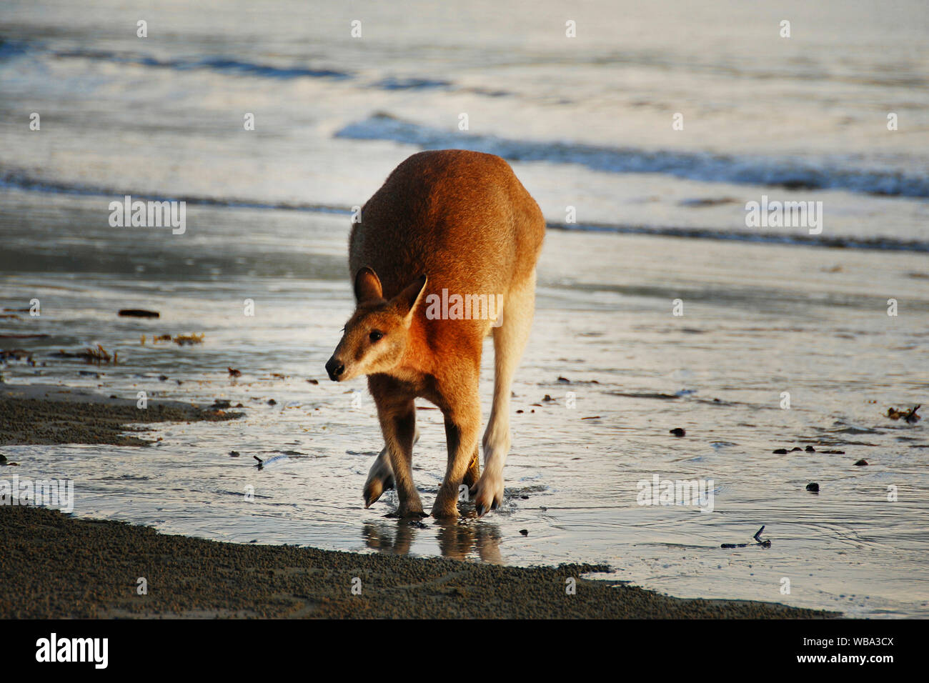 Östlichen grauen Känguruhs (Macropus giganteus), in der Gruppe am Strand. Cape Hillsborough National Park, Queensland, Australien Stockfoto