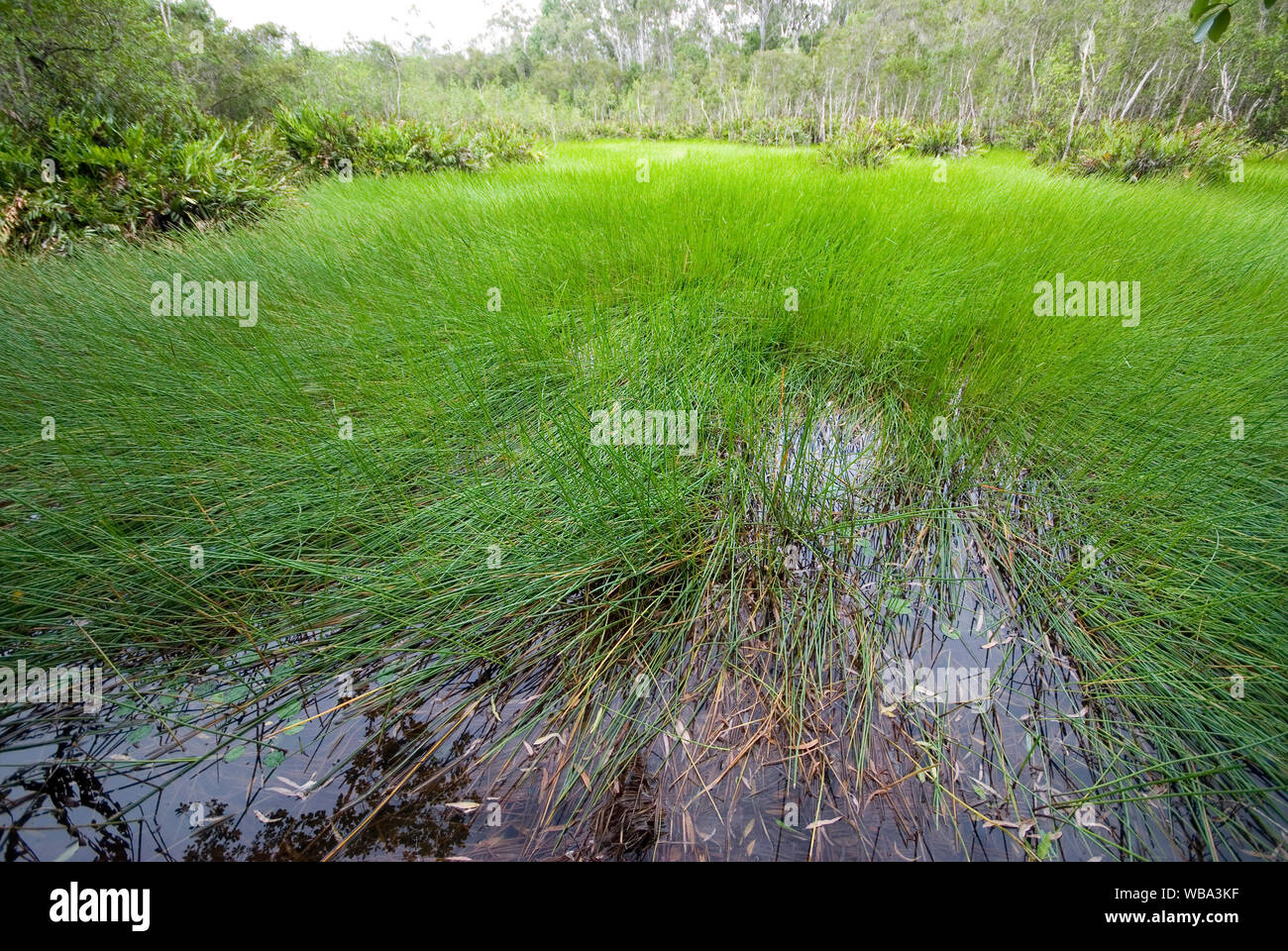 Segge Sumpf, Edmund Kennedy, Girramay National Park, Northern Queensland, Australien Stockfoto
