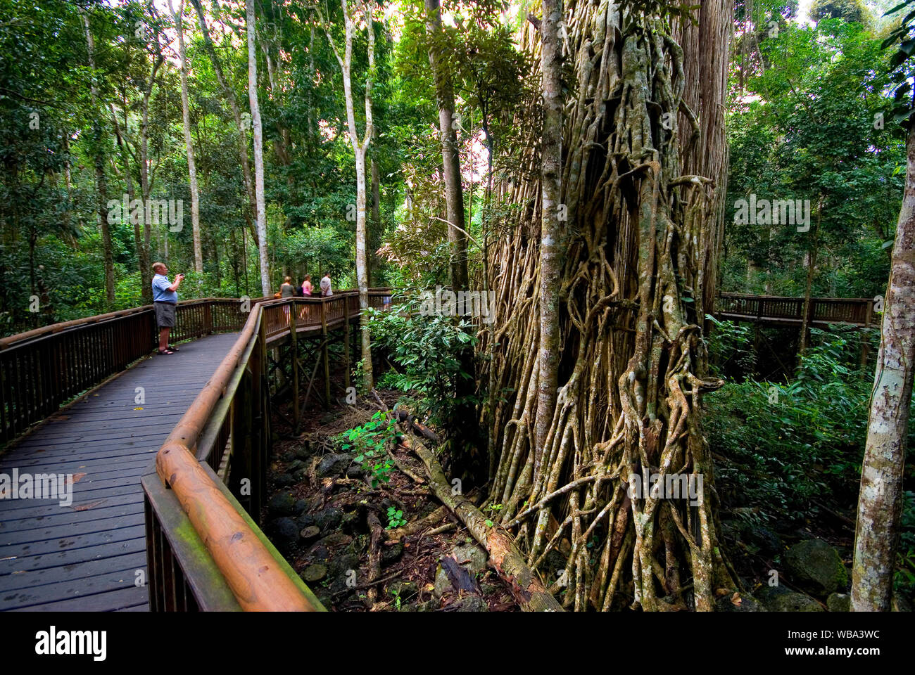 Boardwalk durch Regenwald. Curtain Fig National Park, Atherton Tablelands, Queensland, Australien Stockfoto