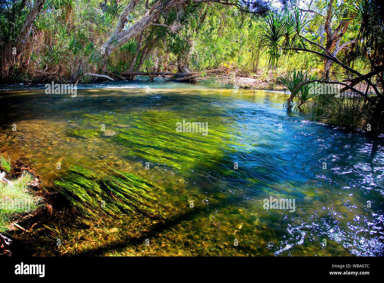 Tiefe dauerhafte Wasserloch, unterstützt eine Vielzahl von Pflanzen. In der Nähe von Boodjamulla National Park, Golf Land, Queensland, Australien Stockfoto