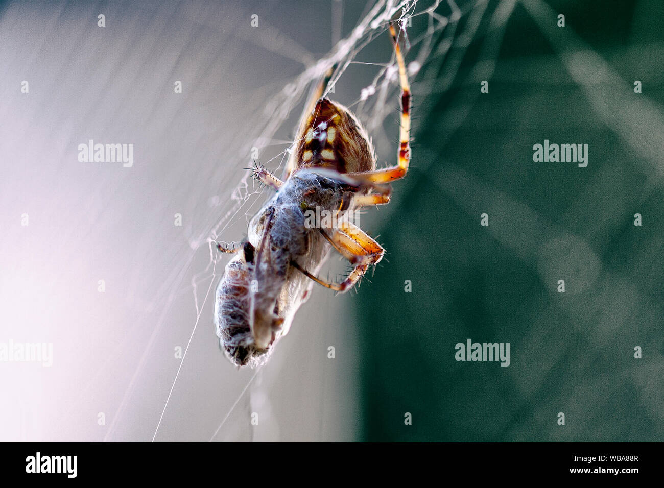 Makro close-up Fotos von Spider-arachnid in einem Spinnennetz web Spiderweb fallenstellen Beute Stockfoto