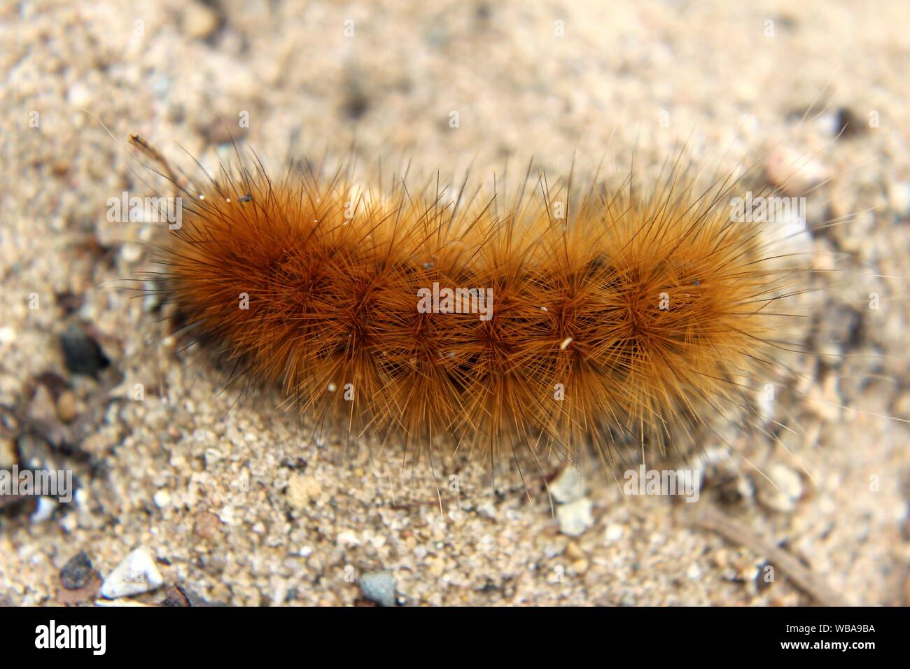 Ein Rost farbigen Woolly tragen Caterpillar im Sand Stockfoto