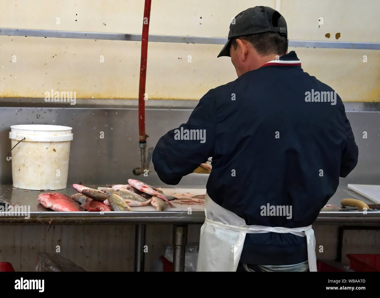 Seafood Market Arbeitnehmer ausnehmen und Reinigung Fisch vor dem Wiegen und Weitergabe an einem wartenden Kunden. Stockfoto