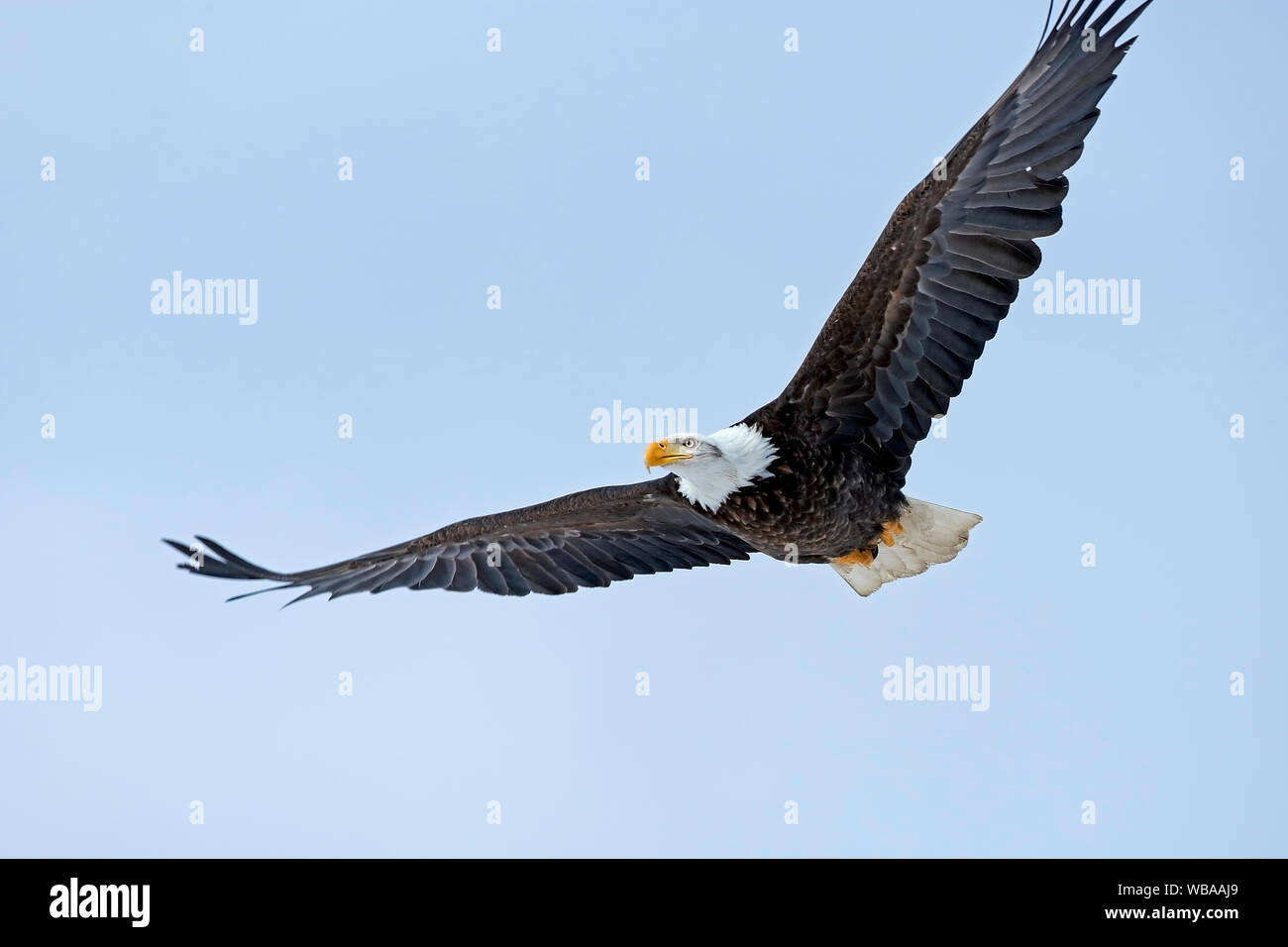 Reifen Weißkopfadler im Flug, von blauen Himmel, auf der Suche. Stockfoto