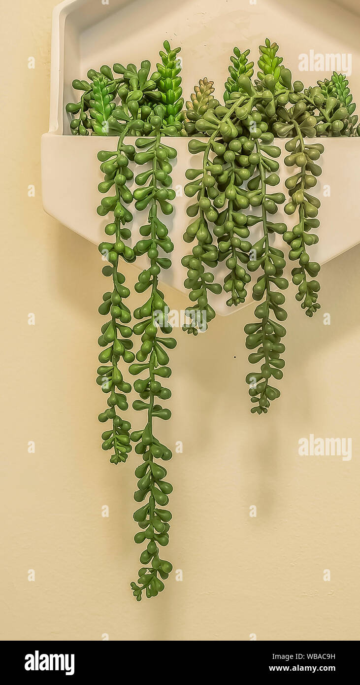 Vertikale Gestell weiß Fach mit Zierpflanzen montiert auf die weiße Wand des Badezimmers Stockfoto