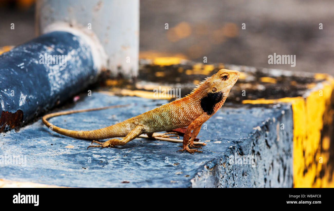 Close up bunte Rote Chamäleon am Tag Zeit. Stockfoto
